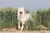 SIBERIAN HUSKY 125